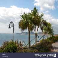 torbay palm trees for sale