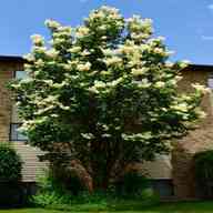 lilac tree for sale