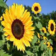 sunflower plant for sale