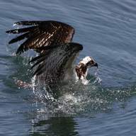 osprey swim for sale