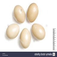 reeves eggs for sale