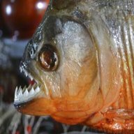 piranha fish for sale