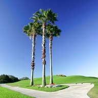 tall palm trees for sale