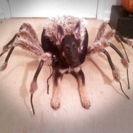 dog spider costume for sale