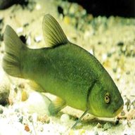 green tench for sale