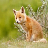 fox cub for sale