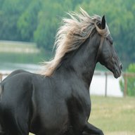 mountain horse for sale