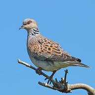 turtle doves for sale