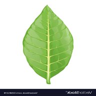 tobacco leaf for sale