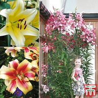 tree lily for sale