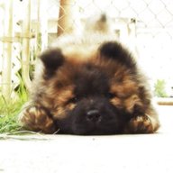 chow chow puppy for sale