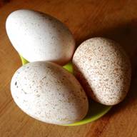 turkey fertile eggs for sale