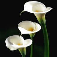 white calla lilies for sale