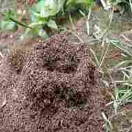 ant colony for sale