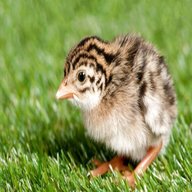 pheasant chicks for sale