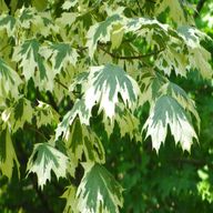 acer plant for sale