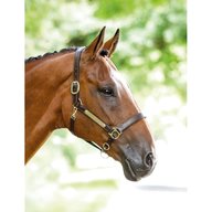 leather headcollar engrave for sale