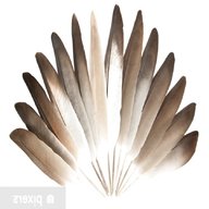 pigeon feathers for sale