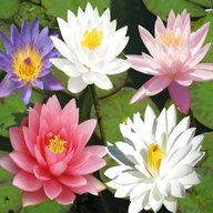 water lily for sale
