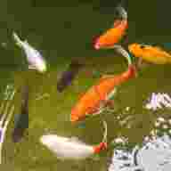 pond goldfish for sale