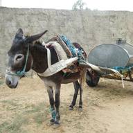 donkey carts for sale