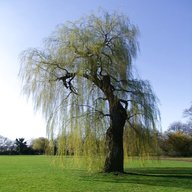 english willow for sale