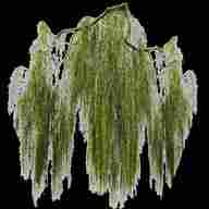 willow tree branches for sale