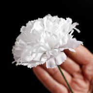 white carnations for sale