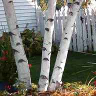 white birch tree for sale