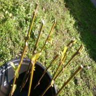 willow tree cuttings for sale