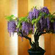 bonsai tree wisteria plant for sale