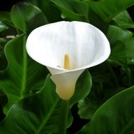 arum lily for sale