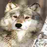 wolf jigsaw for sale