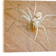 wooden spider for sale