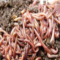 live worms for sale