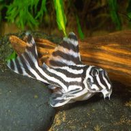 zebra pleco for sale