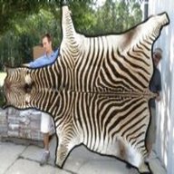 real zebra skin for sale