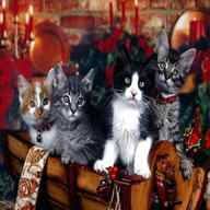 5 cute kittens for sale